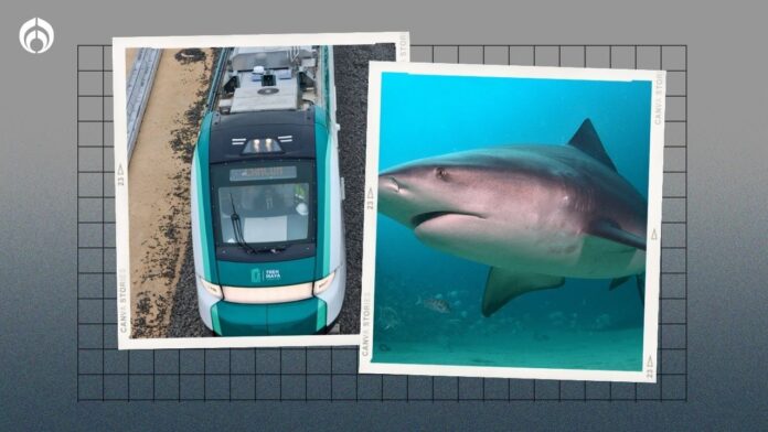 Tren Maya: ¿hay tiburones en las playas de Cancún y la Riviera Maya? Te contamos