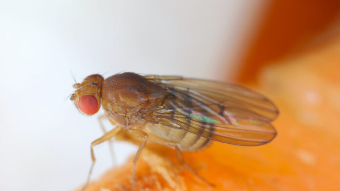 La mosca que conquistó la ciencia: ‘Drosophila melanogaster’