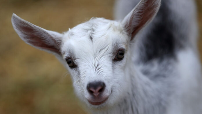 Las cabras son tan inteligentes y cariñosas como los perros, según la ciencia