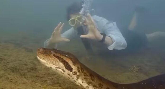 Anaconda más grande del mundo es captada en la selva amazónica; la especie es capaz de comerse a una persona  | El Universal