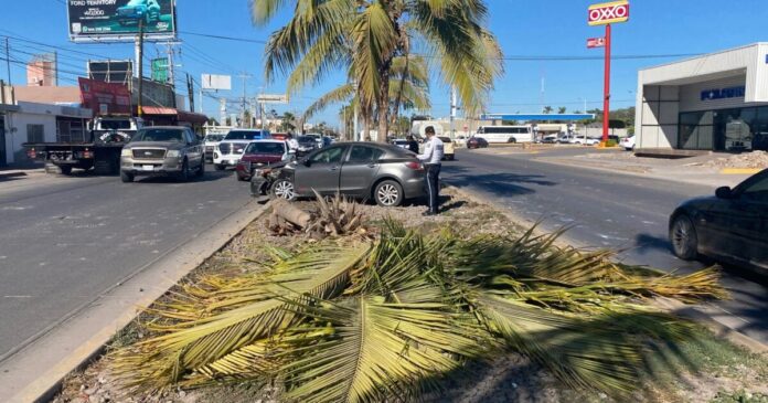 Conductor pierde el control del volante y choca contra palma en bulevar Río de las Cañas, Ahome