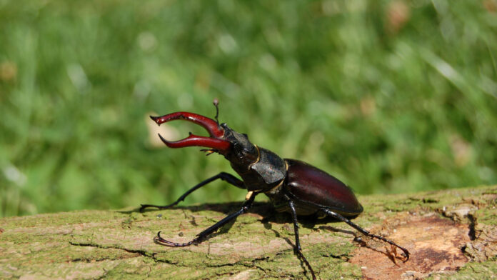 Este es el insecto más grande de España: descubre algunas curiosidades asombrosas