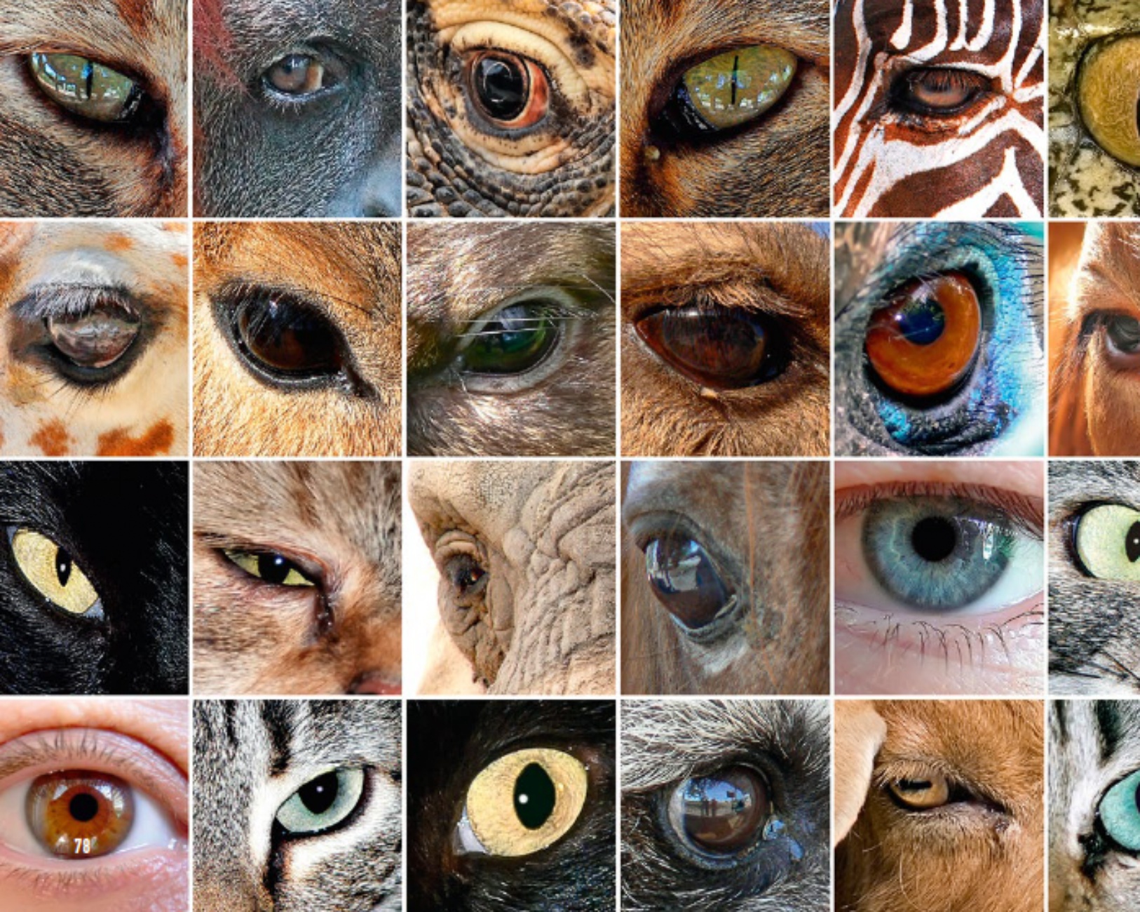 Imágenes de ojos de distintos animales.