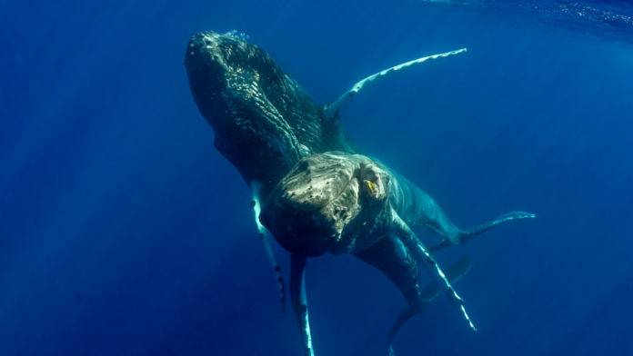 Captan el primer apareamiento de ballenas jorobadas y resultan ser dos machos