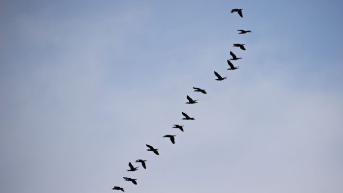 ¿Por qué las aves vuelan en forma de V? El secreto detrás del vuelo de las aves migratorias