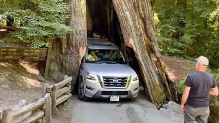 Momento ‘Tierra, trágame’: daña un árbol con más de 2.000 años al intentar atravesarlo en un coche