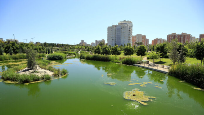 Bosques urbanos: más que belleza, una necesidad para nuestras ciudades