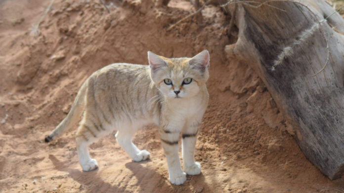 Si el león es el rey de la sabana, ¿qué animal es el rey del desierto?