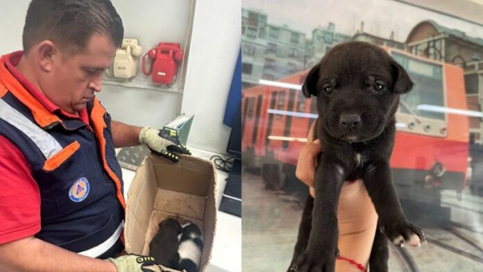 Abandonan a dos perritos en la Línea 12 del Metro;  buscando un hogar para ellos