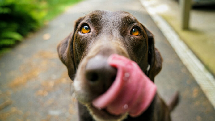 Guía para elegir el mejor alimento de calidad para tu perro