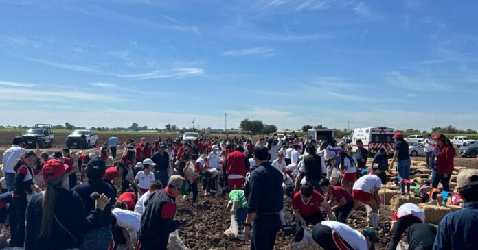 Replican en Guasave por primera vez el Festival Nacional de la Papa organizado por Conpapa