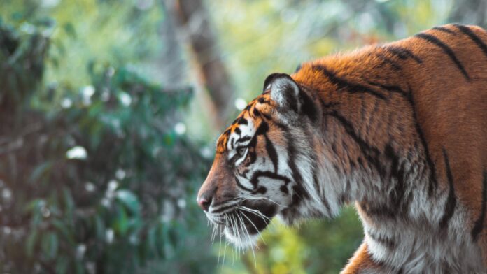 Tiger ‘honrado’ de ganar el máximo honor de la USGA