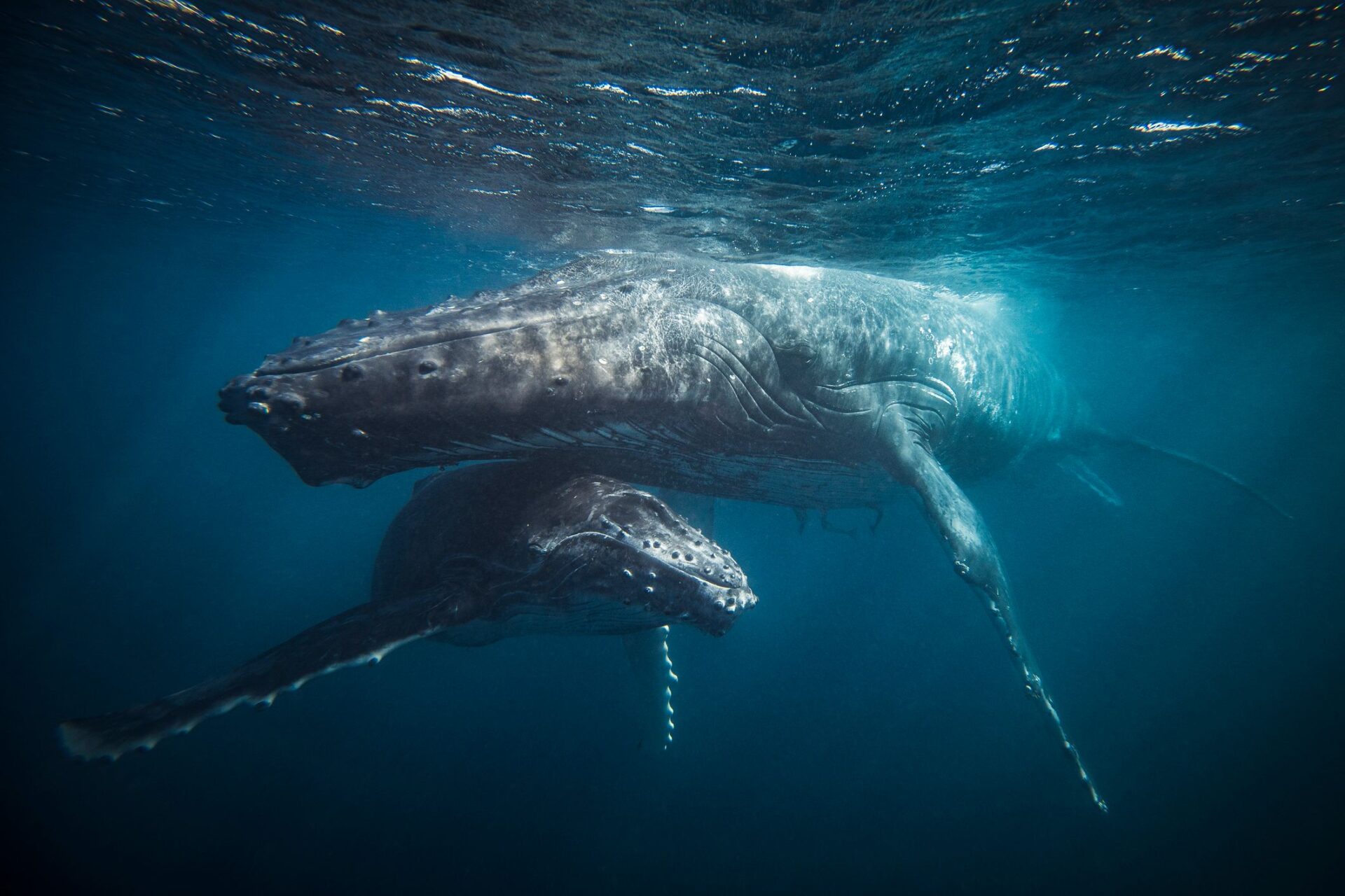 Ballenas