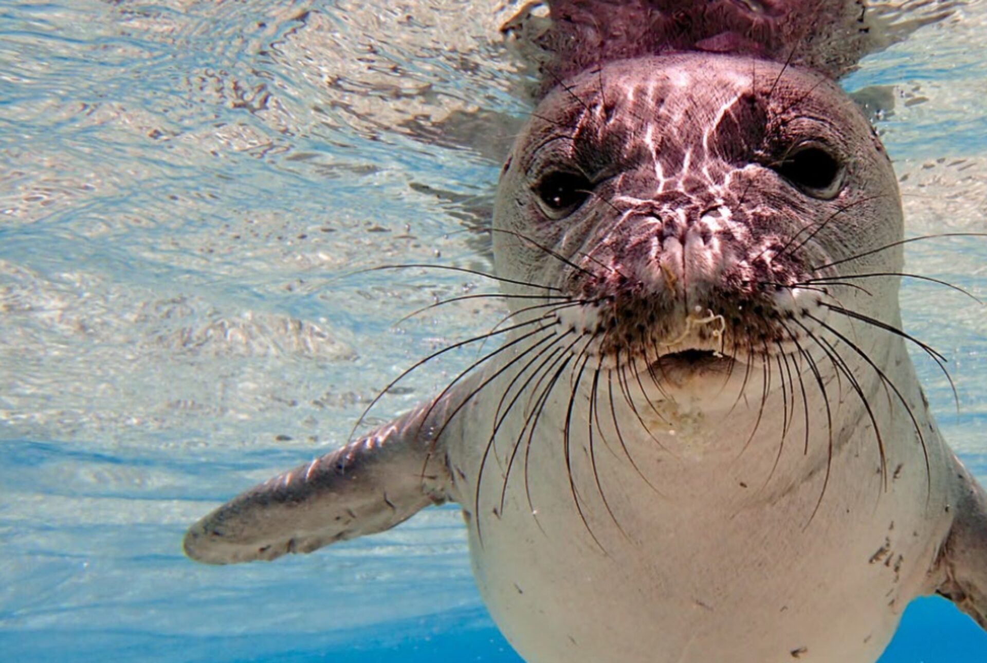 Además de sobrecogernos con su belleza y poder, el océano nos alimenta: 3000 millones de personas tienen en los animales que lo habitan su fuente principal de proteínas.