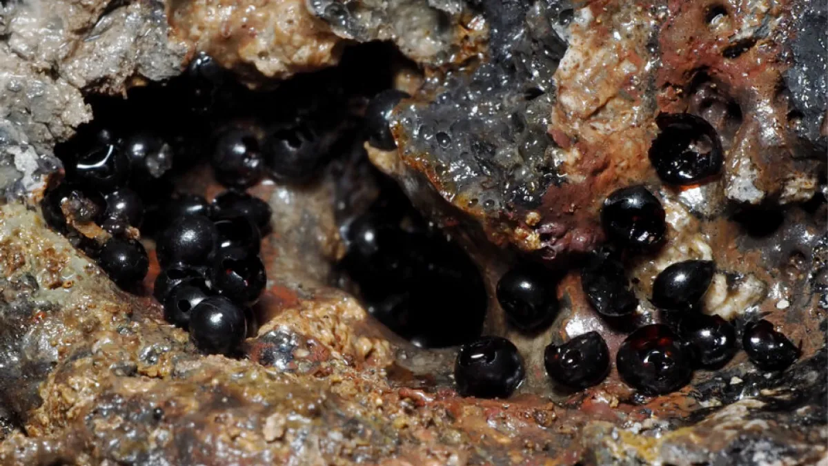 Descubren unos extraños huevos de color negro en el fondo del océano