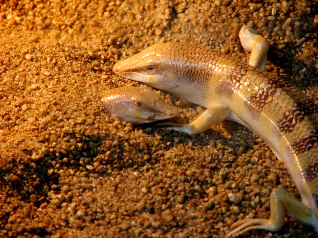 Peces de las arenas