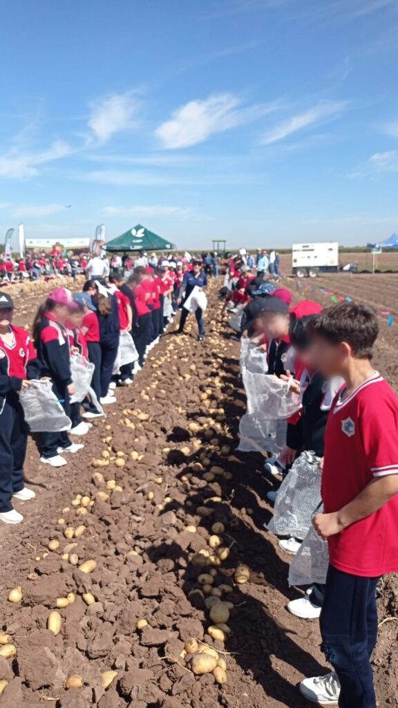 FESTIVAL DE LA PAPA GUASAVE4