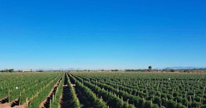 Siembras no han sido afectadas por plagas, el clima es favorable: Orduño Cota