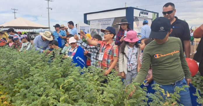 Ofrecen entre 9 y 12 pesos por el kilogramo de garbanzo, sería un fracaso: AARFS