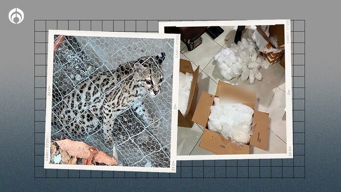 Aseguran en Sonora y Sinaloa un felino exótico, media tonelada de droga y vehículos (FOTOS)