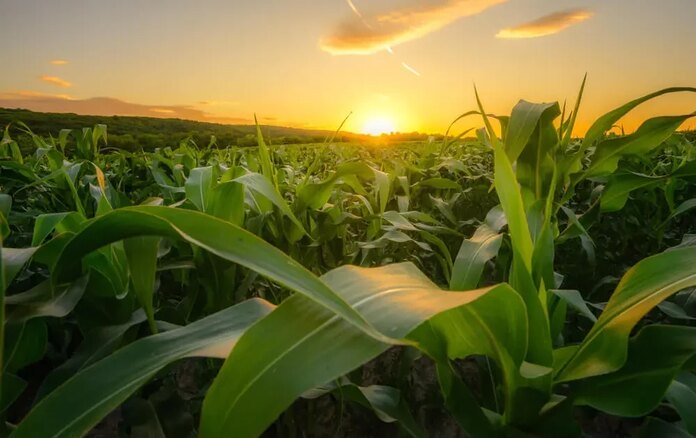 Productores de maíz en Sinaloa exigen garantías de rentabilidad y justicia para este ciclo agrícola