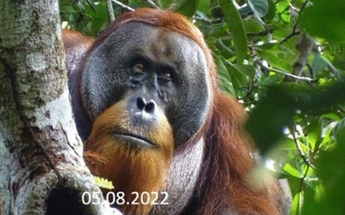 Orangután se cura con planta medicinal y maravilla a científicos