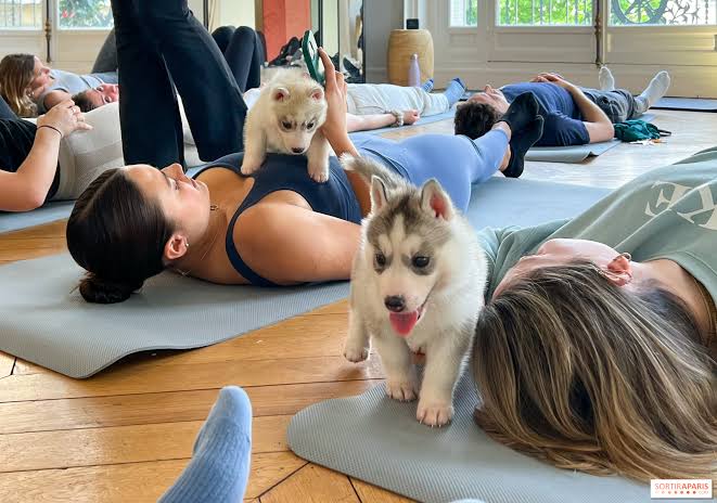 Por presunto maltrato animal, Italia prohíbe yoga con cachorros