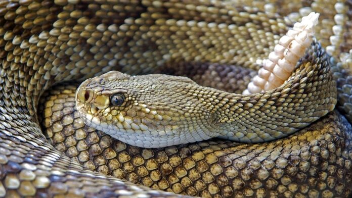 Un hombre fue mordido por una serpiente cascabel en Chalco, ¿cuáles son los riesgos?