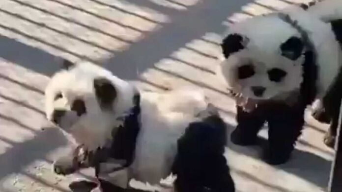 VIDEO: un zoológico engaña a sus visitantes pintando perros como pandas y gente los ataca en redes sociales