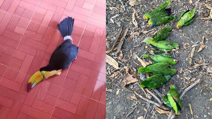 Muerte masiva de aves por golpe de calor se registra en San Luis Potosí