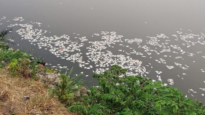 Miles de peces mueren en la Laguna de las Ilusiones en Villahermosa, Tabasco