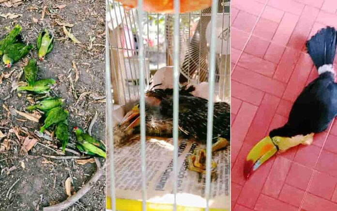 Fotos | Mueren decenas de aves por fuerte calor en la Huasteca Potosina