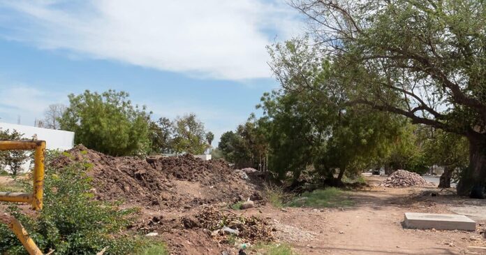 Tala de árboles del canal 12 de Octubre en Los Mochis es legal; empresa cuenta con permisos: Medio Ambiente