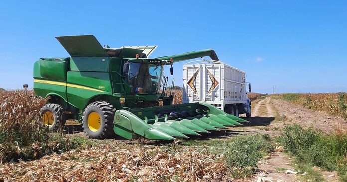 Saturación por cosechas sincronizadas provoca retraso en centros de acopio de Sinaloa: Mocasin