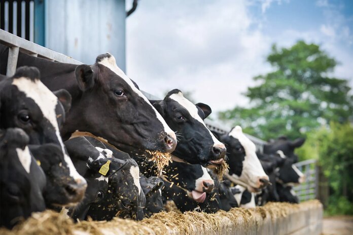 Las vacas son posibles transmisoras de la gripe aviar a los humanos