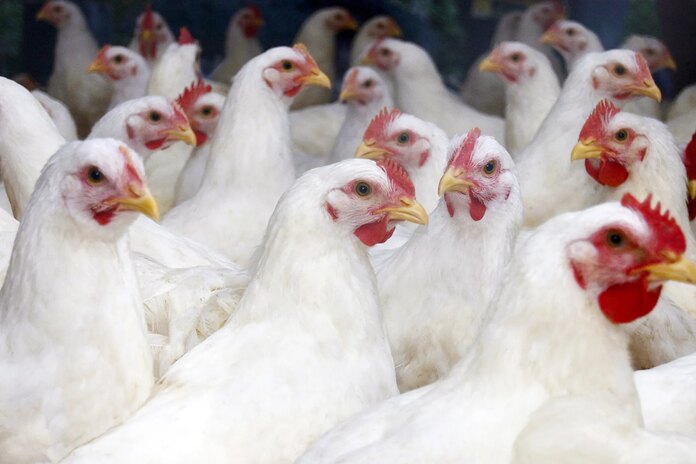 Expertos federales hablan sobre «qué pasaría si» sobre la gripe aviar en un evento en vivo de WebMD