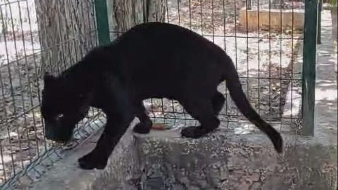 Amputan pata a jaguar tras abandono en zoológico de Mérida