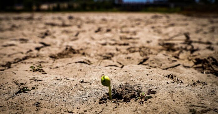 Sequía extrema en México tiene un impacto devastador en la agricultura, señalan expertos