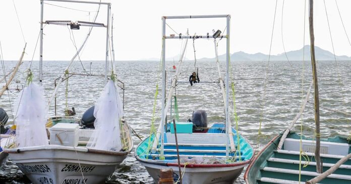 No hay reporte de pescadores furtivos en Navolato y Culiacán durante la veda del camarón: Pescadores