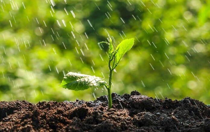 “Esperemos que nos favorezcan”: Agricultores de El Sabinal adaptan sus cultivos a la escasez de lluvias