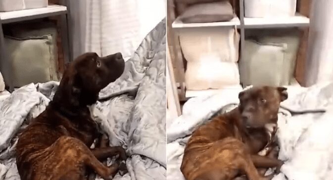 ¡Bien a gusto! Sorprenden a perrito callejero durmiendo en una tienda de colchones: VIDEO