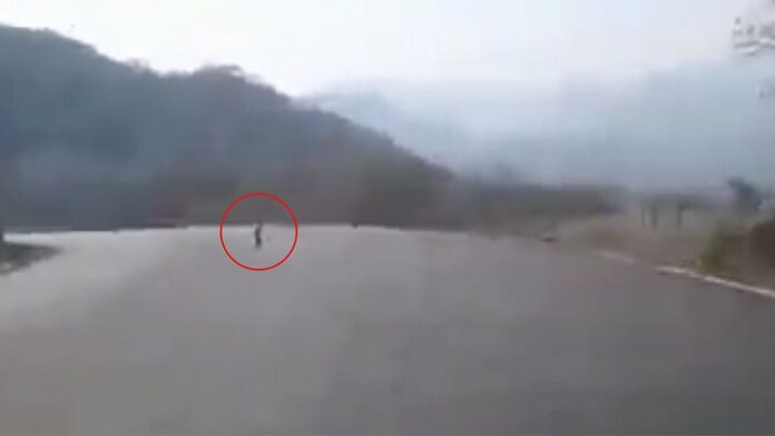 Una extraña, aterradora y diminuta criatura fue captada en VIDEO mientras caminaba en medio de la carretera