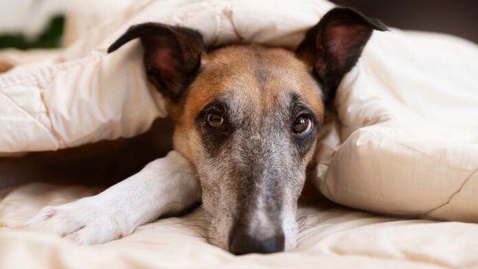 ¿Los perros fingen estar enfermos? Esta es la curiosa razón de su comportamiento