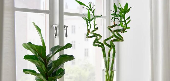 Bambú, la planta de la buena suerte más fácil de cuidar en exterior o interior: consejos de riego, luz y poda