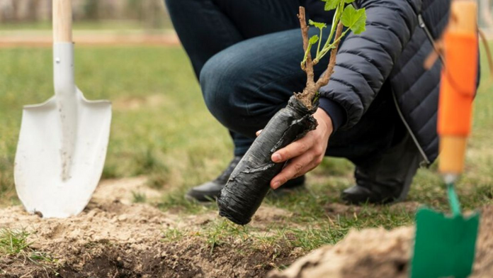 Calendario de plantación: ¿qué árboles frutales plantar en agosto?