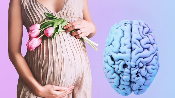 Confirmado: el embarazo cambia el cerebro y deja huellas permanentes que preparan para la maternidad