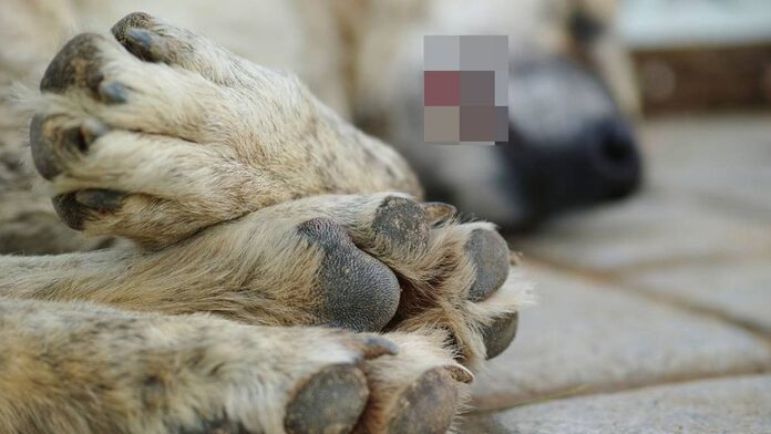 VIDEO: Hombre mata a un perro con una patineta en calles de Atizapán