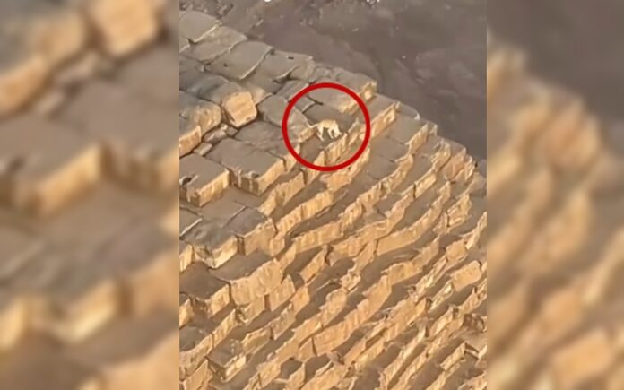 ¿Cómo llegó ahí? Perro se pasea por la cima de la pirámide de Guiza | Video