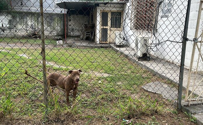 Pitbull ataca a estudiantes en secundaria de Monterrey, Nuevo León; hay seis lesionados