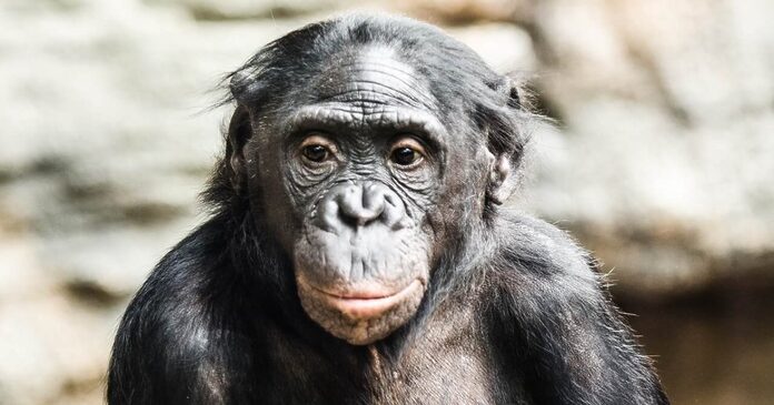 El bonobo. Un primate casi humano